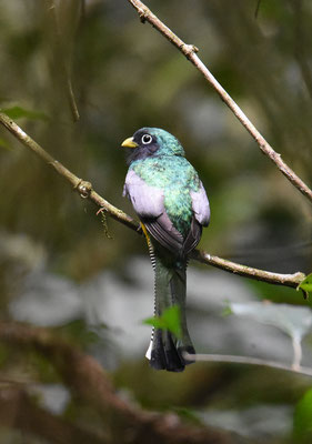 Black-throated Trogon, male