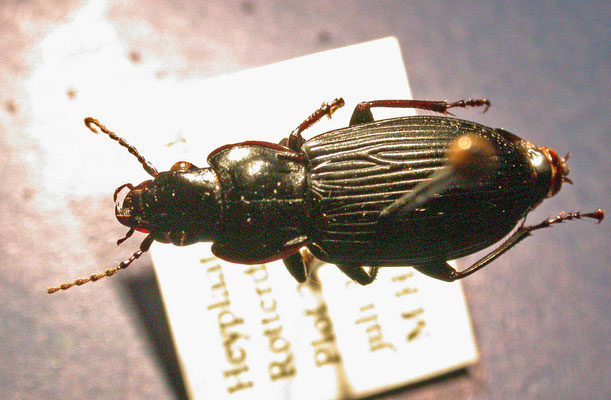 Pterostichus melanarius