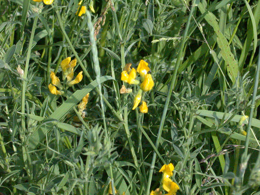 Lathyrus pratensis - Veldlathyrus