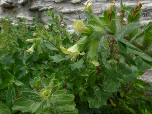 Hyoscyamus albus