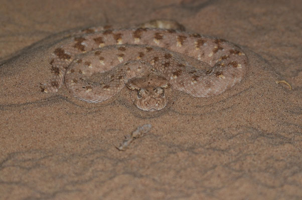 Cerastes gasperetti mendelssohni