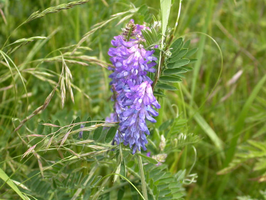 Vicia cracca  -Vogelwikke