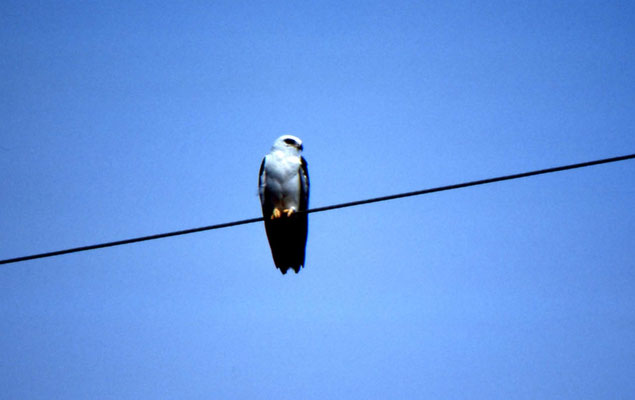 American Black-shouldered Kite