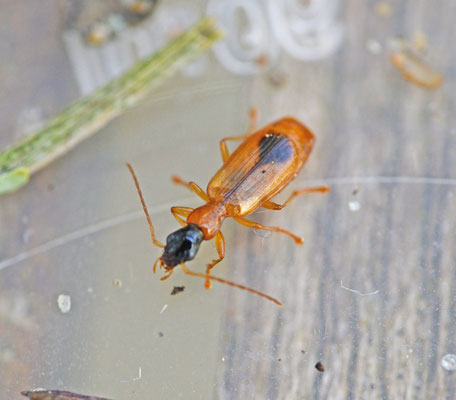 Demetrias monostigma - Ruitvlekrietklimmer