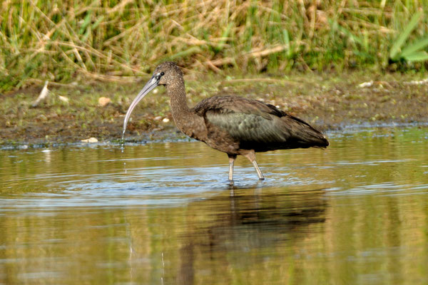 Zwarte ibis