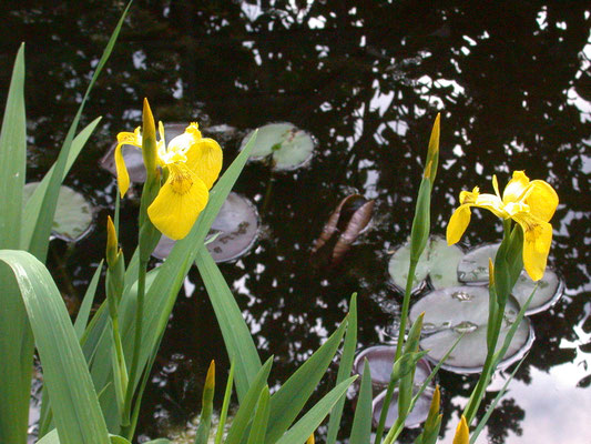 Iris pseudacorus - Gele lis