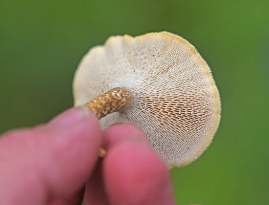 Grootporiehoutzwam
