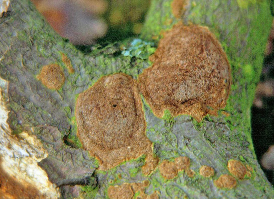 Phellinus ferreus - Langsporige korstvuurzwam