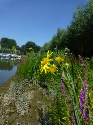 Senecio fluviatilis - Rivierkruiskruid