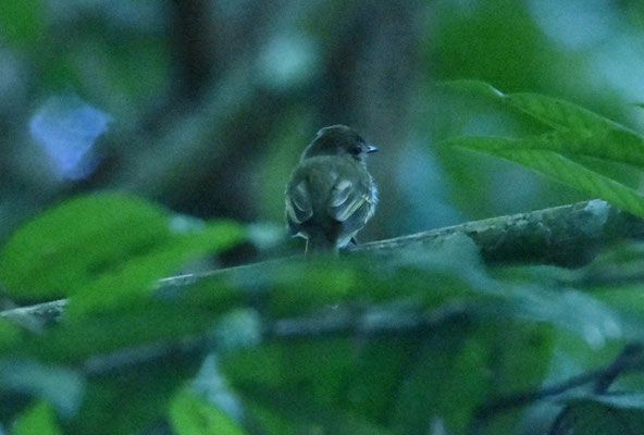 Yellow-crowned Elaenia