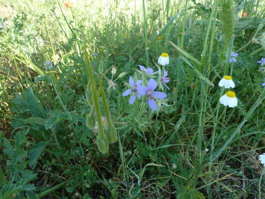 Erodium cicodium - Uiversbek