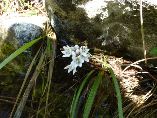 Ornithogalum species (Corsica)