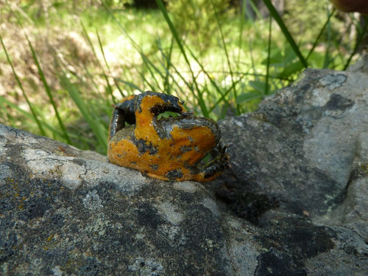 Bombina variegata (geelbuikvuurpad)