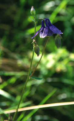 Aquilegia pyrenaica - Pyreeënakelei