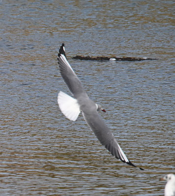 Larus cirrocephalus - Grey-headed Gull