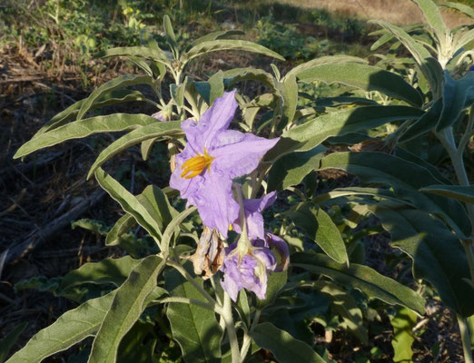 Solanum sodomaeum