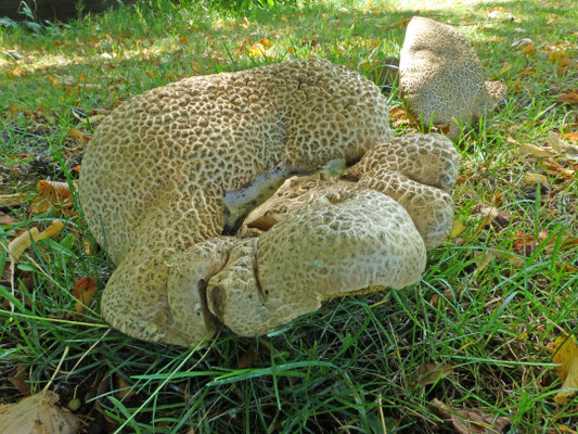 Caloboletus radicans - Wortelende boleet