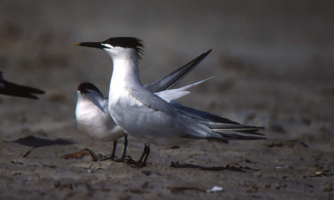 Sandwich Tern