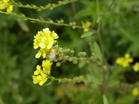 Rapistrum rugosum - Bolletjesraket