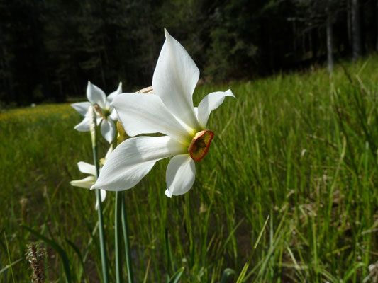 Narcissus serotinus