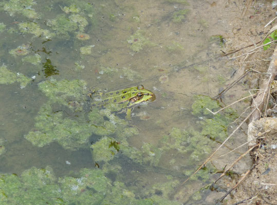 bastaardkikker (Pelophylax esculenta)