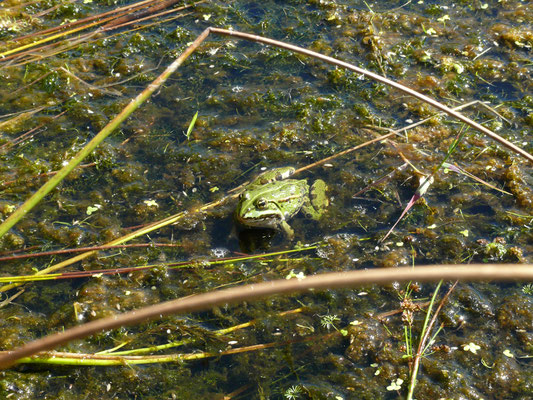 groene kikker