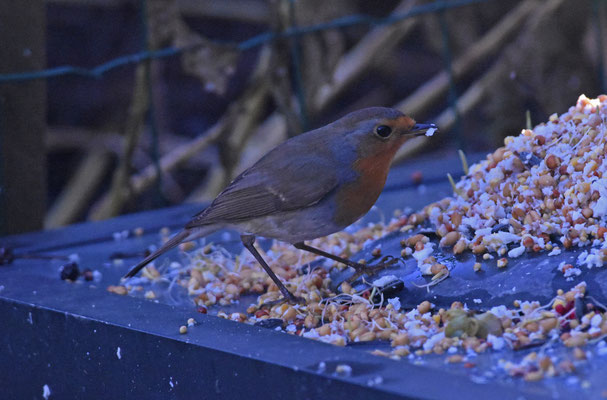 Roodborst
