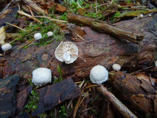 Marasmiellus ramealis - Takruitertje