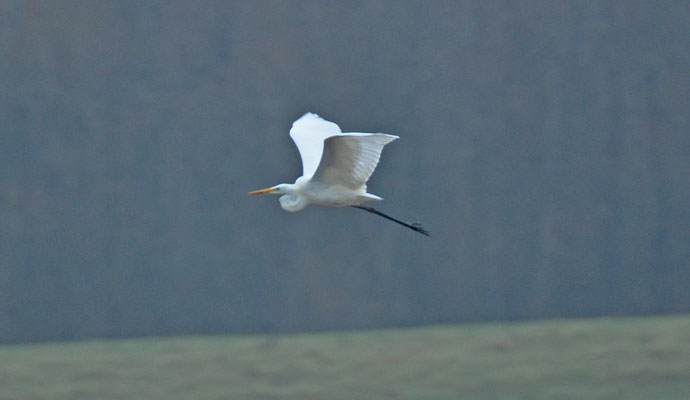 Grote zilverreiger