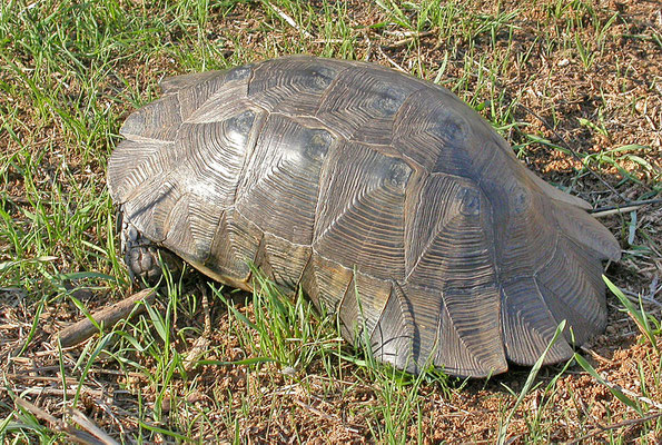 Testudo marginata weissingeri - Dwergklokschildpad