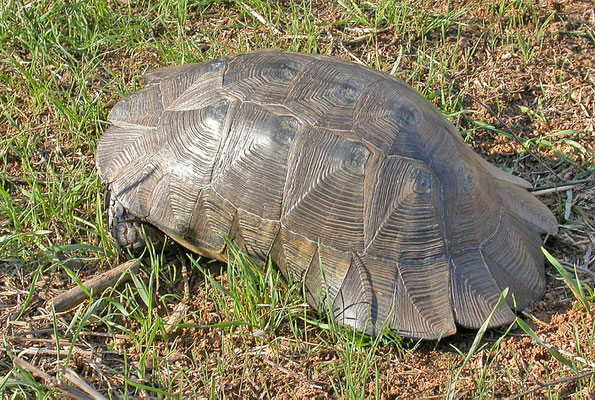 Testudo marginata weissingeri - Dwergklokschildpad