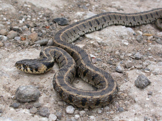 Perzische ringslang (Natrix natrix persa)