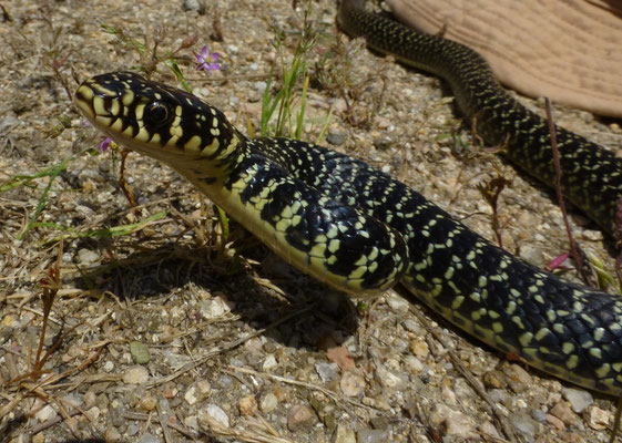 Hierophis viridiflavus