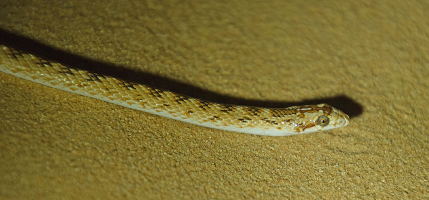 Lytorhynchus diadema