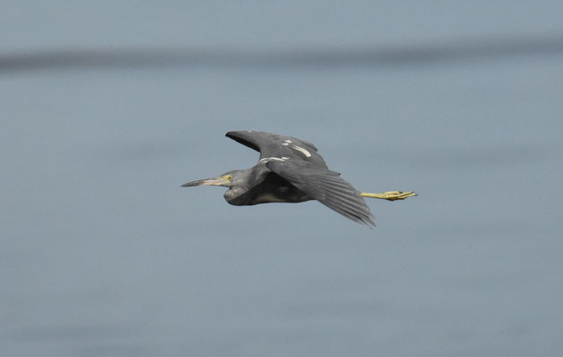 Little Blue Heron