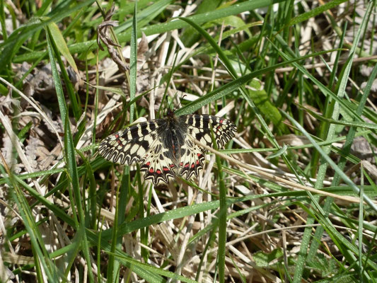 Zerynthia polyxena