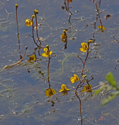 Utricularia australis - Loos blaasjeskruid