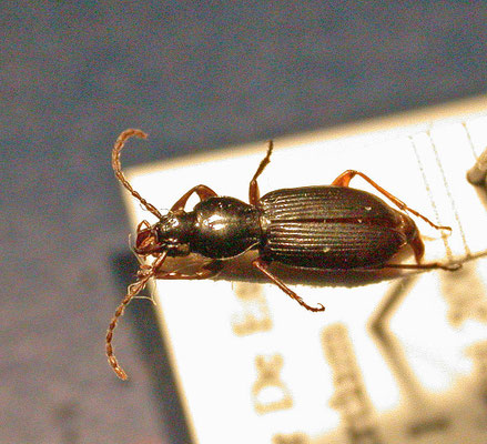 Stomis pumicatus
