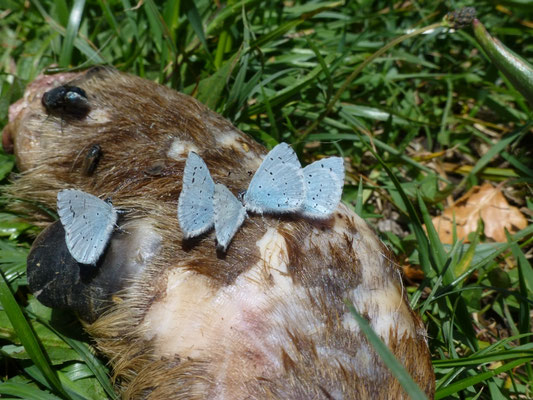 Celastrina argiolus op kadaver
