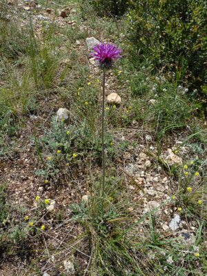 Centaurea polyacantha