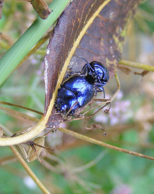 Chrysolina coerulans - Blauwe munthaan