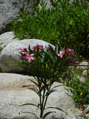 Nerium oleander - Oleander