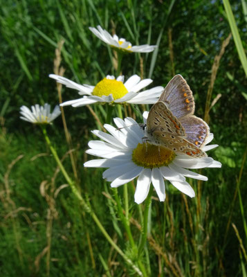 icarusblauwtje, vrouw