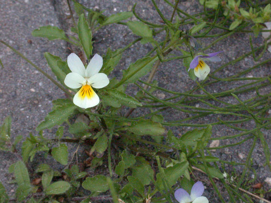 Viola tricolor - Driekleurig viooltje