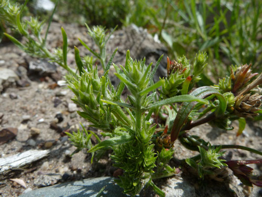 Salsola kali ruthenica - Zacht loogkruid