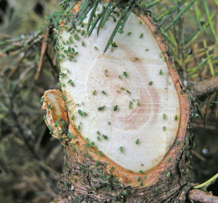 Bladluis op naaldhout