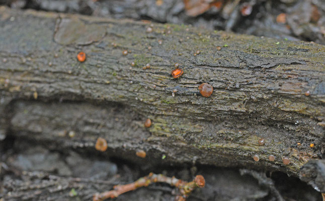 Pachyella babingtonii - Okerbruin beekschijfje