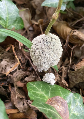 Mucilago crustacea - Groot kalkschuim
