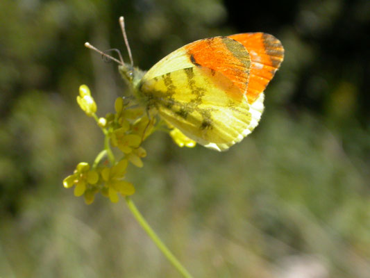 geel oranjetipje (Anthocharis euphenoides), man