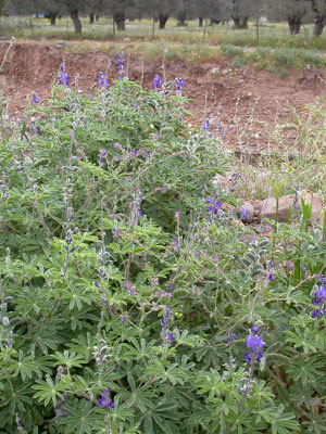 Lupinus micranthus